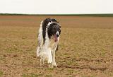 BARZOI 158